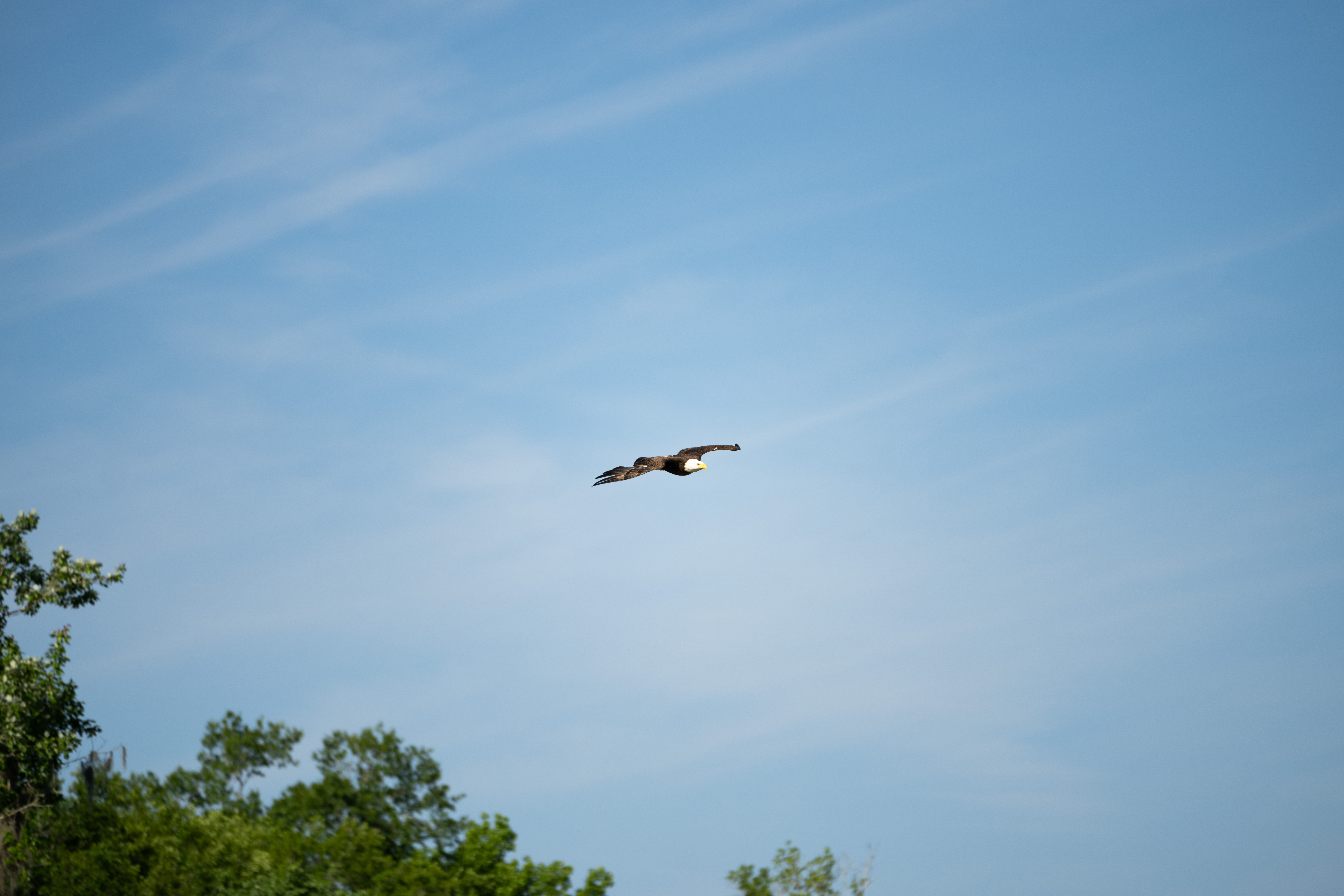 Louisiana Through Wild Eyes: A Dual Vision of Lens & Brush